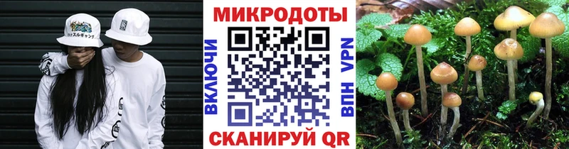 Галлюциногенные грибы прущие грибы  Багратионовск 